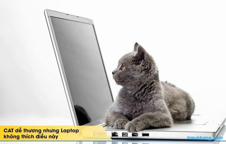 để vật nuôi nằm trên laptop khiến laptop nhanh hỏng